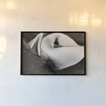 Atlantic Puffin Tucked BW by Nathan Larson. shown as a paper print in a black flame. Available as a archival giclee rolled canvas, fine art paper, or poster print. SKU 100613i.