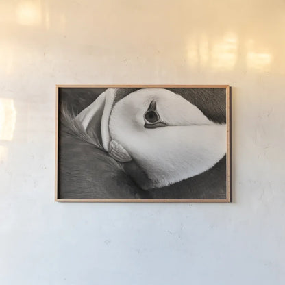 Atlantic Puffin Tucked BW by Nathan Larson. shown as a paper print in a natural frame. Available as a archival giclee rolled canvas, fine art paper, or poster print. SKU 100613i.