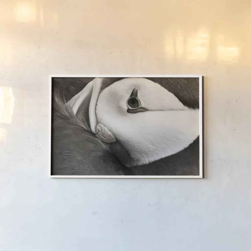 Atlantic Puffin Tucked BW by Nathan Larson. shown as a paper print in a white frame. Available as a archival giclee rolled canvas, fine art paper, or poster print. SKU 100613i.