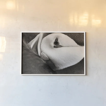 Atlantic Puffin Tucked BW by Nathan Larson. shown as a paper print in a white frame. Available as a archival giclee rolled canvas, fine art paper, or poster print. SKU 100613i.