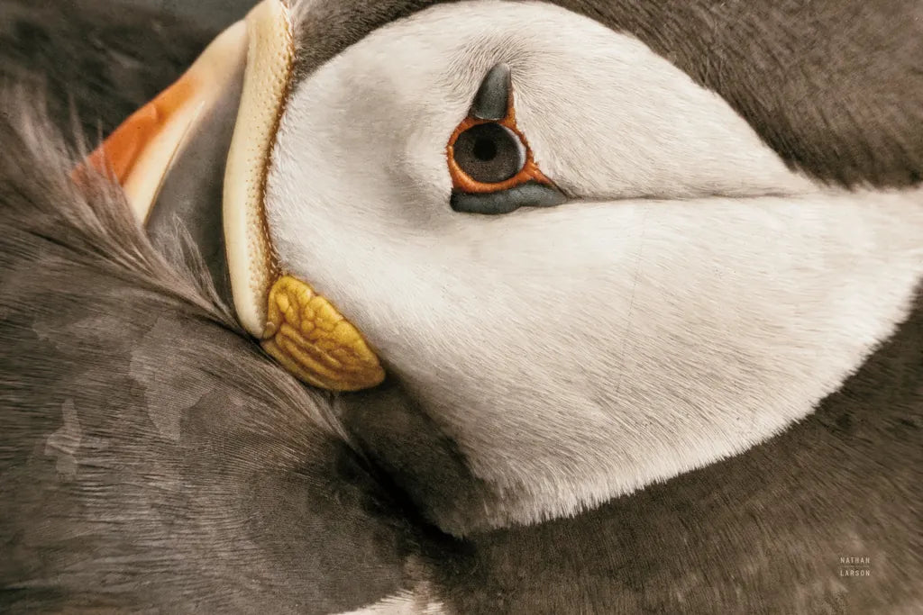 Atlantic Puffin Tucked Neutral by Nathan Larson. SKU 100612i. Archival Giclee Fine art print for wall decor.