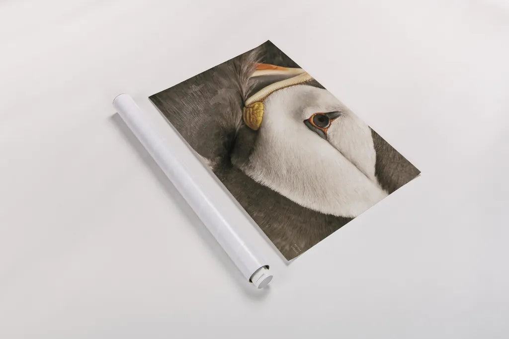 Atlantic Puffin Tucked Neutral by Nathan Larson. shown as a rolled paper print. Available as archival giclee rolled canvas, fine art paper, or poster print. SKU 100612i.