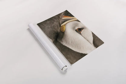Atlantic Puffin Tucked Neutral by Nathan Larson. shown as a rolled paper print. Available as archival giclee rolled canvas, fine art paper, or poster print. SKU 100612i.