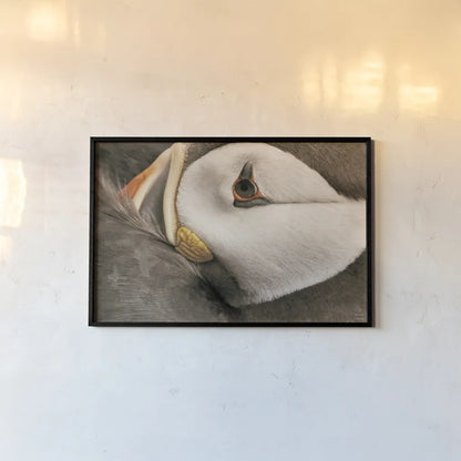 Atlantic Puffin Tucked Neutral by Nathan Larson. shown as a paper print in a black flame. Available as a archival giclee rolled canvas, fine art paper, or poster print. SKU 100612i.