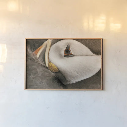 Atlantic Puffin Tucked Neutral by Nathan Larson. shown as a paper print in a natural frame. Available as a archival giclee rolled canvas, fine art paper, or poster print. SKU 100612i.