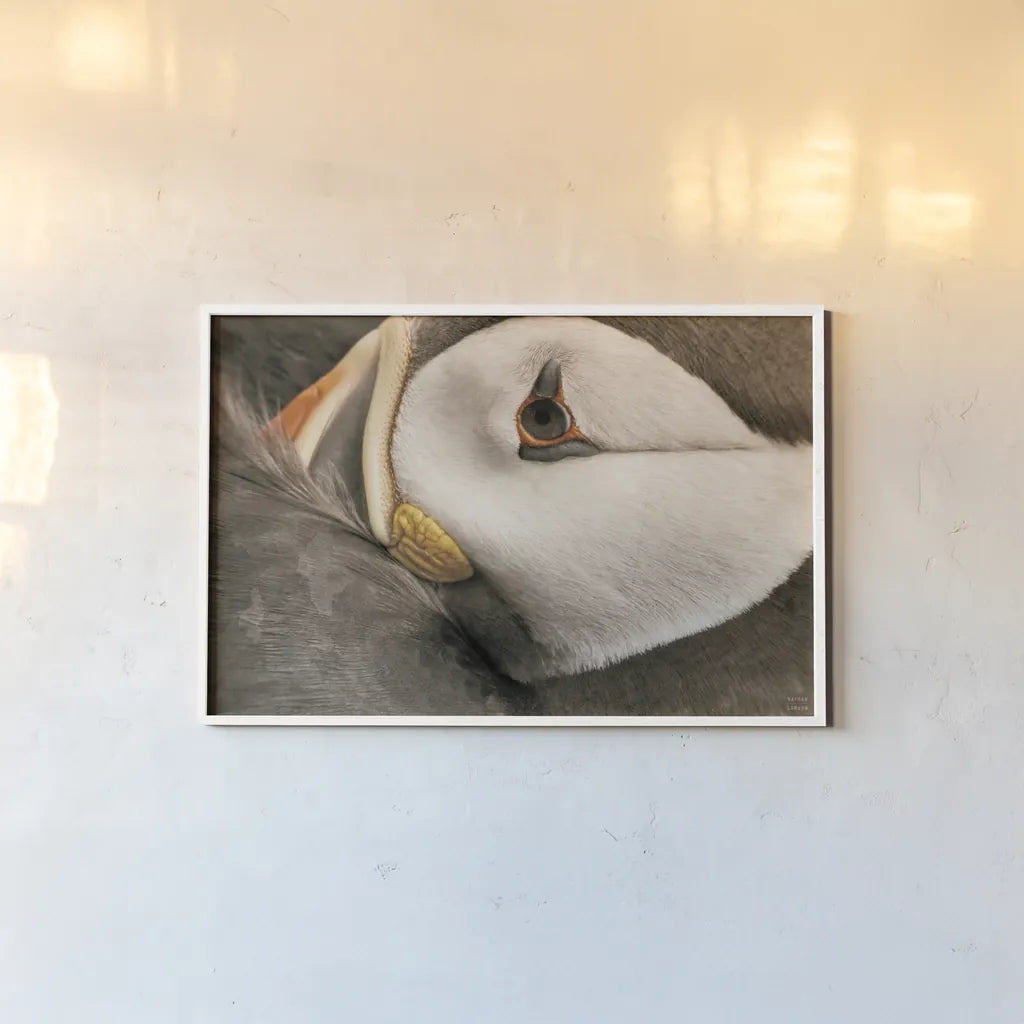 Atlantic Puffin Tucked Neutral by Nathan Larson. shown as a paper print in a white frame. Available as a archival giclee rolled canvas, fine art paper, or poster print. SKU 100612i.