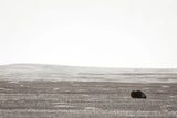 Badlands Guard by Nathan Larson. SKU 79099i. Archival Giclee Fine art print for wall decor.