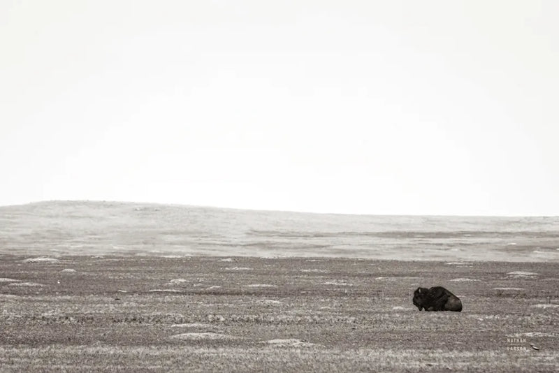 Badlands Guard by Nathan Larson. SKU 79099i. Archival Giclee Fine art print for wall decor.