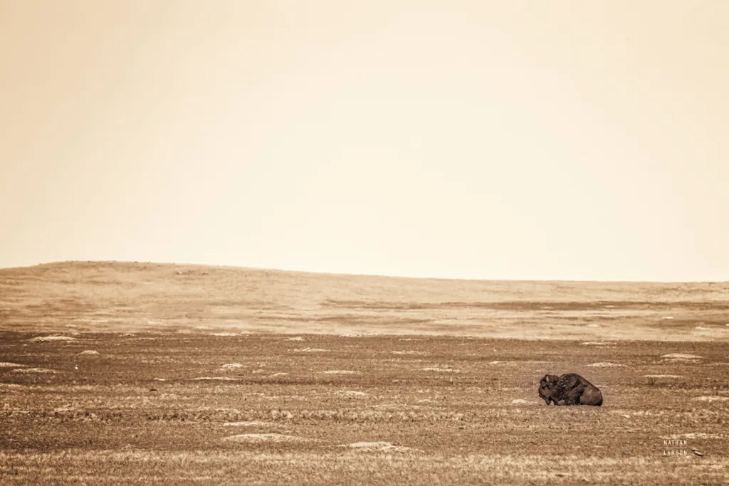 Badlands Guard Sepia by Nathan Larson. SKU 84262i. Archival Giclee Fine art print for wall decor.