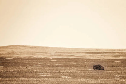 Badlands Guard Sepia by Nathan Larson. SKU 84262i. Archival Giclee Fine art print for wall decor.