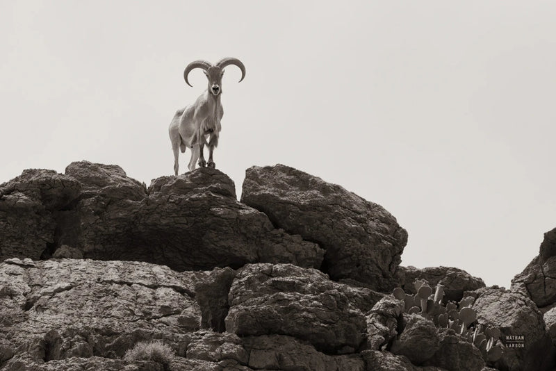 Barbary Overlook by Nathan Larson