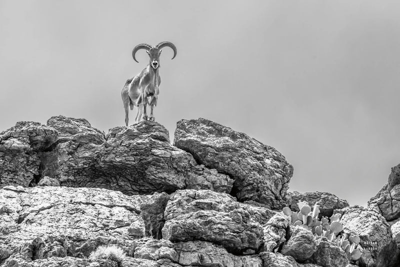 Barbary Overlook BW by Nathan Larson