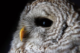 Barred Owl Portrait by Nathan Larson. SKU 74413i. Archival Giclee Fine art print for wall decor.