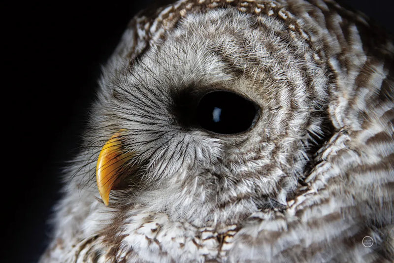 Barred Owl Portrait by Nathan Larson. SKU 74413i. Archival Giclee Fine art print for wall decor.
