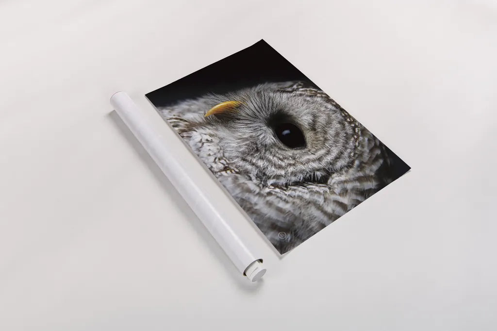 Barred Owl Portrait by Nathan Larson. shown as a rolled paper print. Available as archival giclee rolled canvas, fine art paper, or poster print. SKU 74413i.