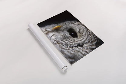 Barred Owl Portrait by Nathan Larson. shown as a rolled paper print. Available as archival giclee rolled canvas, fine art paper, or poster print. SKU 74413i.