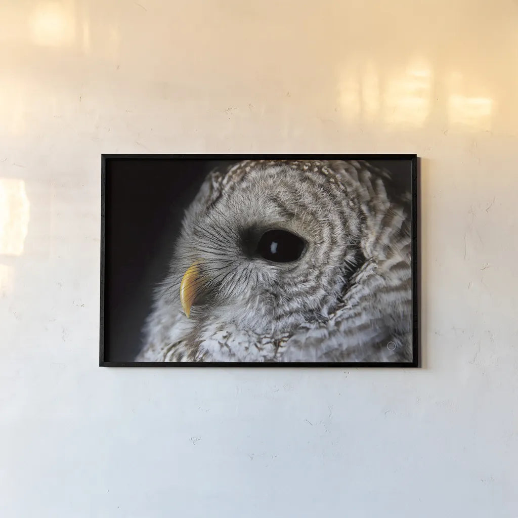 Barred Owl Portrait by Nathan Larson. shown as a paper print in a black flame. Available as a archival giclee rolled canvas, fine art paper, or poster print. SKU 74413i.