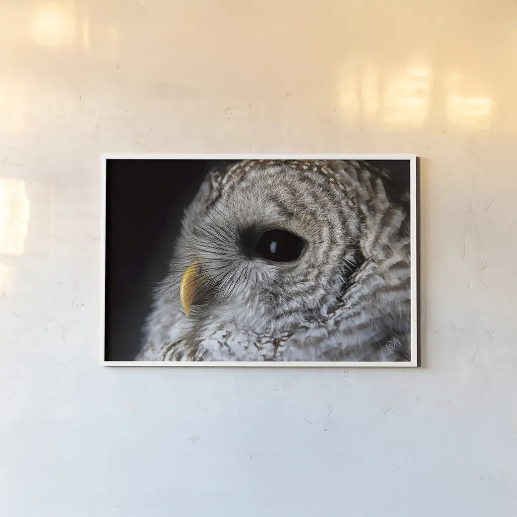 Barred Owl Portrait by Nathan Larson. shown as a paper print in a white frame. Available as a archival giclee rolled canvas, fine art paper, or poster print. SKU 74413i.