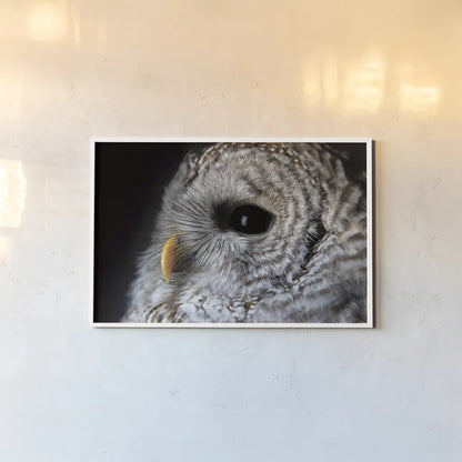Barred Owl Portrait by Nathan Larson. shown as a paper print in a white frame. Available as a archival giclee rolled canvas, fine art paper, or poster print. SKU 74413i.