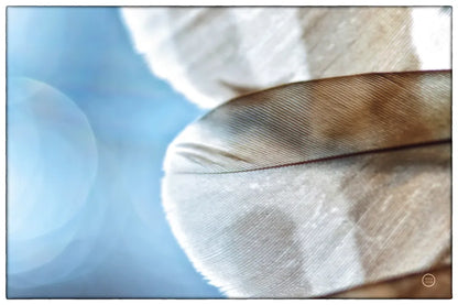 Barred Owl Wing Tip by Nathan Larson. SKU 74415i. Archival Giclee Fine art print for wall decor.