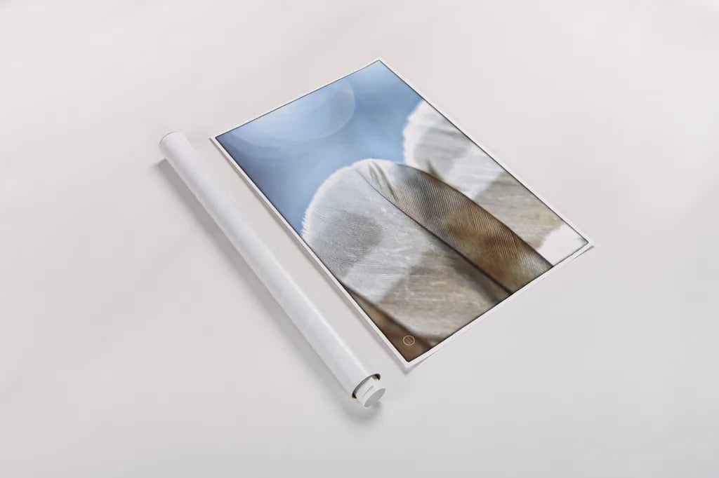 Barred Owl Wing Tip by Nathan Larson. shown as a rolled paper print. Available as archival giclee rolled canvas, fine art paper, or poster print. SKU 74415i.