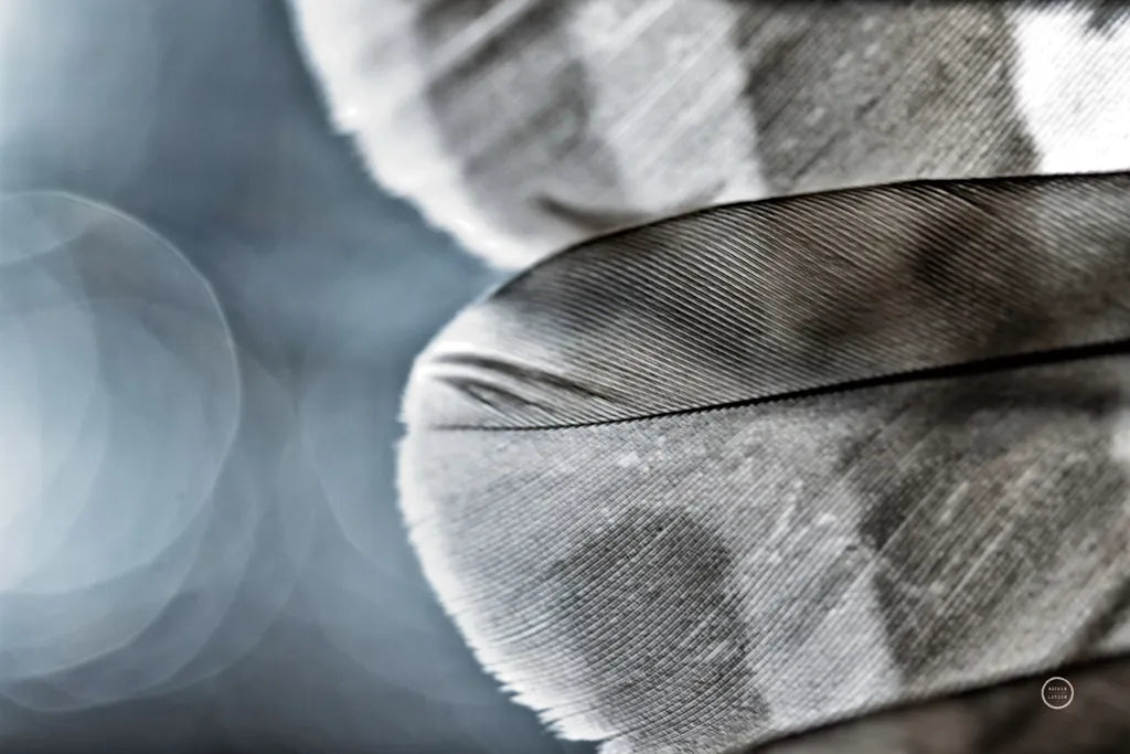 Barred Owl Wing Tip BW by Nathan Larson. SKU 74416i. Archival Giclee Fine art print for wall decor.