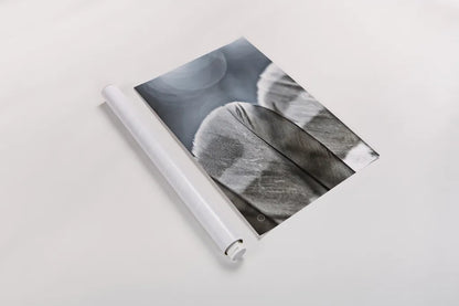 Barred Owl Wing Tip BW by Nathan Larson. shown as a rolled paper print. Available as archival giclee rolled canvas, fine art paper, or poster print. SKU 74416i.