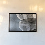 Barred Owl Wing Tip BW by Nathan Larson. shown as a paper print in a black flame. Available as a archival giclee rolled canvas, fine art paper, or poster print. SKU 74416i.