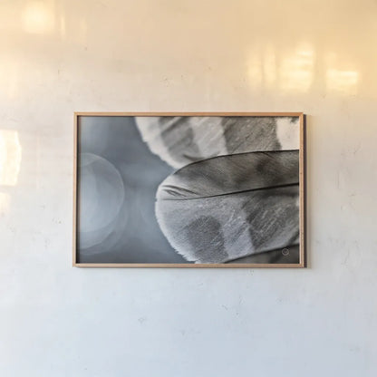 Barred Owl Wing Tip BW by Nathan Larson. shown as a paper print in a natural frame. Available as a archival giclee rolled canvas, fine art paper, or poster print. SKU 74416i.