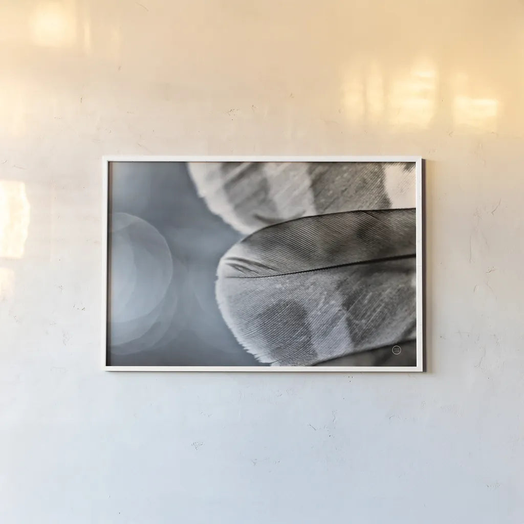 Barred Owl Wing Tip BW by Nathan Larson. shown as a paper print in a white frame. Available as a archival giclee rolled canvas, fine art paper, or poster print. SKU 74416i.