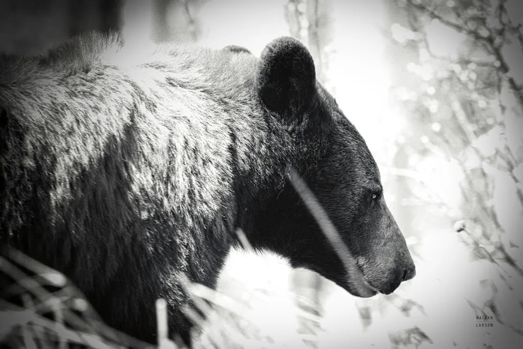 Bear Emerging by Nathan Larson. SKU 80432i. Archival Giclee Fine art print for wall decor.