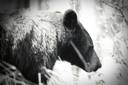 Bear Emerging by Nathan Larson. SKU 80432i. Archival Giclee Fine art print for wall decor.