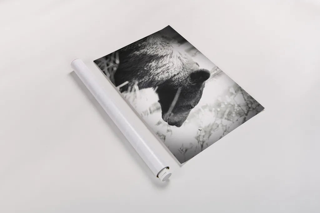 Bear Emerging by Nathan Larson. shown as a rolled paper print. Available as archival giclee rolled canvas, fine art paper, or poster print. SKU 80432i.