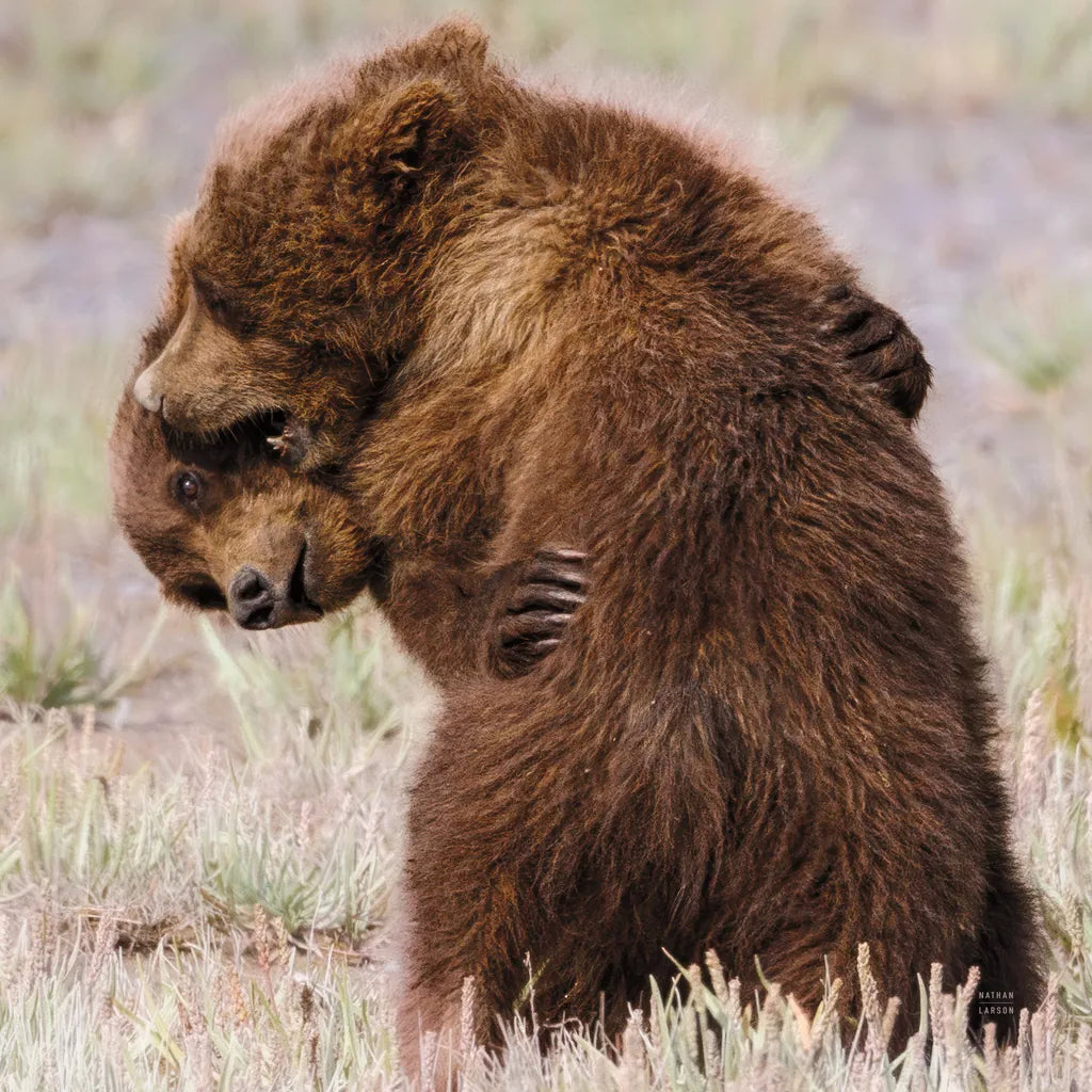 Bear Hug by Nathan Larson. SKU 100763a. Archival Giclee Fine art print for wall decor.