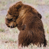 Bear Hug by Nathan Larson. SKU 100763a. Archival Giclee Fine art print for wall decor.