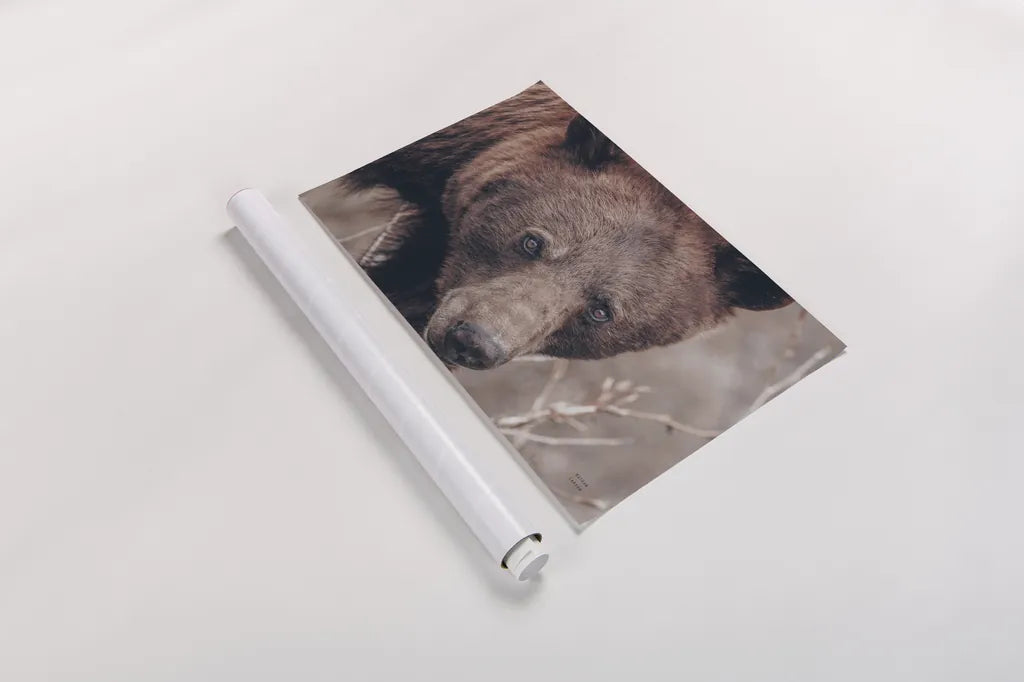 Bear Portrait by Nathan Larson. shown as a rolled paper print. Available as archival giclee rolled canvas, fine art paper, or poster print. SKU 80445i.