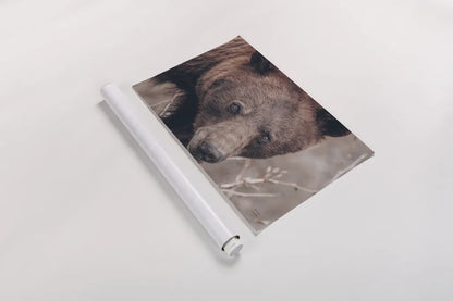 Bear Portrait by Nathan Larson. shown as a rolled paper print. Available as archival giclee rolled canvas, fine art paper, or poster print. SKU 80445i.