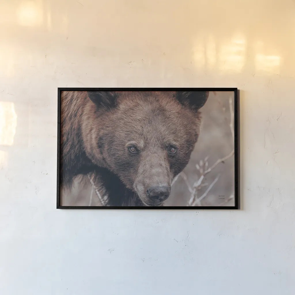 Bear Portrait by Nathan Larson. shown as a paper print in a black flame. Available as a archival giclee rolled canvas, fine art paper, or poster print. SKU 80445i.