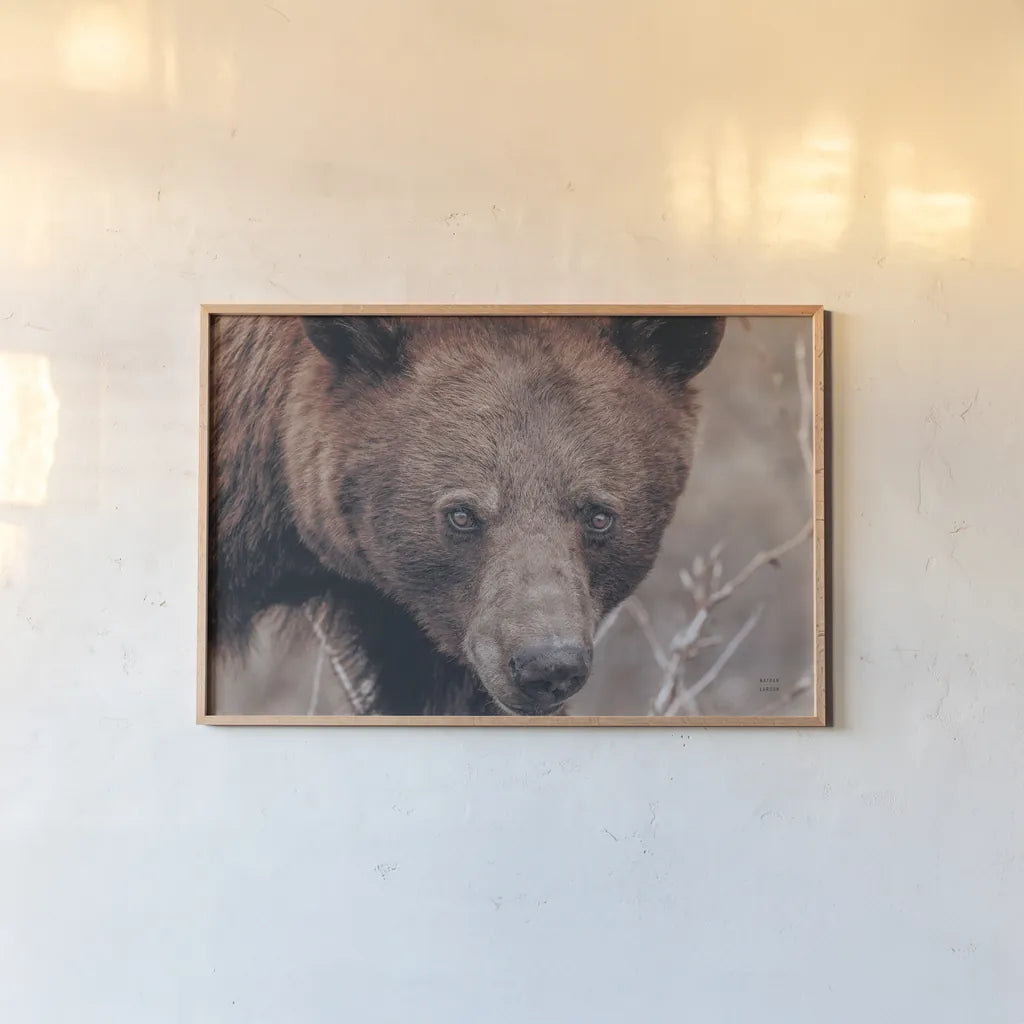 Bear Portrait by Nathan Larson. shown as a paper print in a natural frame. Available as a archival giclee rolled canvas, fine art paper, or poster print. SKU 80445i.