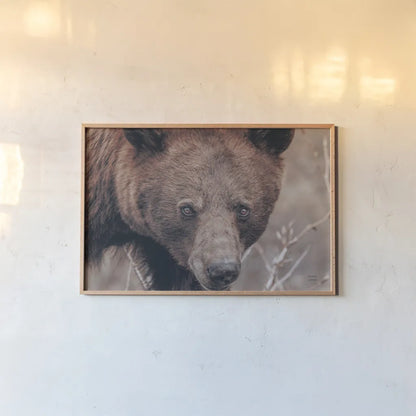 Bear Portrait by Nathan Larson. shown as a paper print in a natural frame. Available as a archival giclee rolled canvas, fine art paper, or poster print. SKU 80445i.