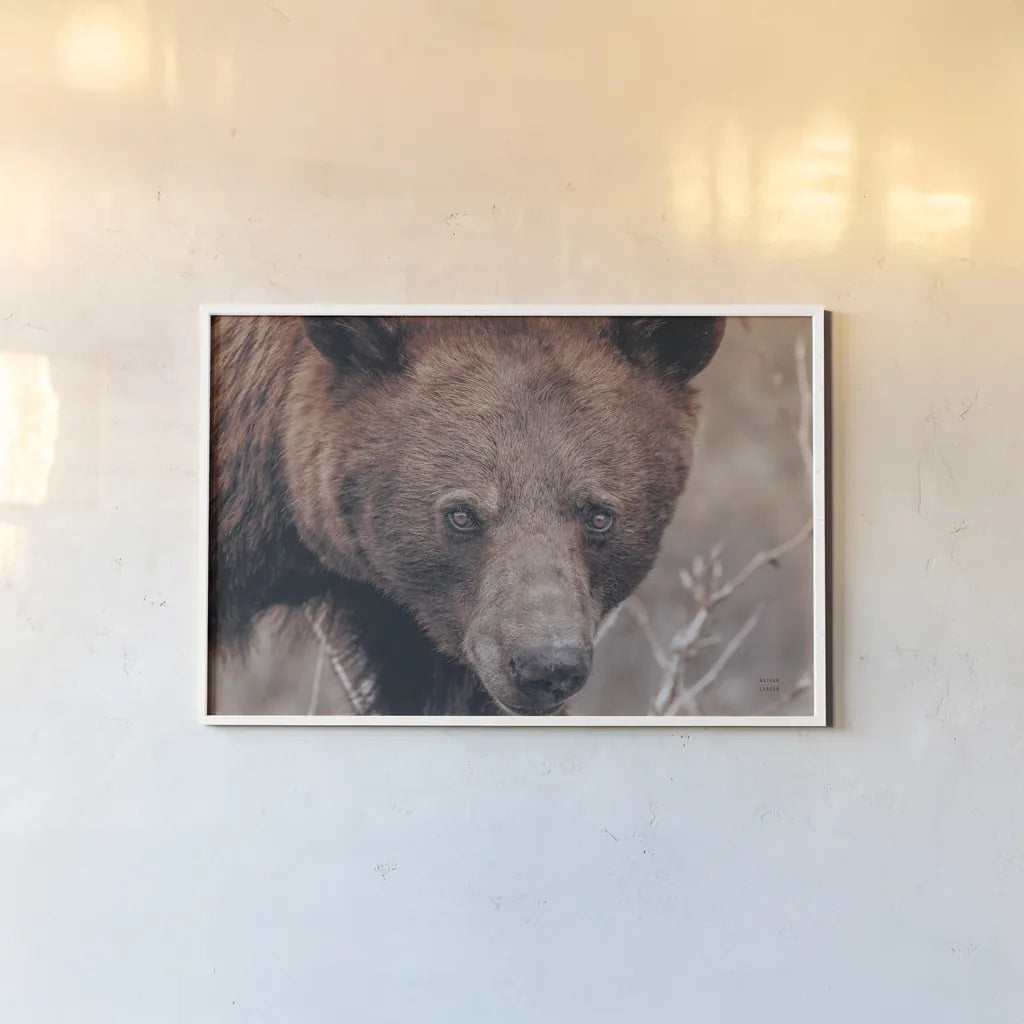 Bear Portrait by Nathan Larson. shown as a paper print in a white frame. Available as a archival giclee rolled canvas, fine art paper, or poster print. SKU 80445i.