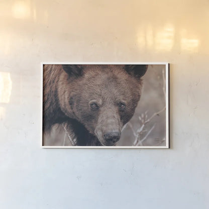 Bear Portrait by Nathan Larson. shown as a paper print in a white frame. Available as a archival giclee rolled canvas, fine art paper, or poster print. SKU 80445i.