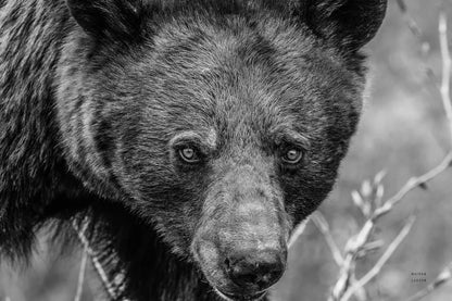 Bear Portrait BW by Nathan Larson. SKU 80446i. Archival Giclee Fine art print for wall decor.