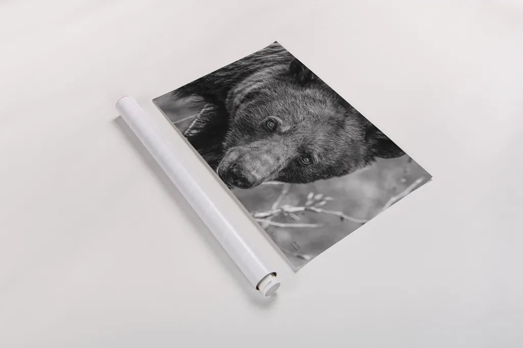 Bear Portrait BW by Nathan Larson. shown as a rolled paper print. Available as archival giclee rolled canvas, fine art paper, or poster print. SKU 80446i.