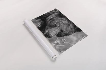 Bear Portrait BW by Nathan Larson. shown as a rolled paper print. Available as archival giclee rolled canvas, fine art paper, or poster print. SKU 80446i.