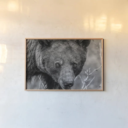 Bear Portrait BW by Nathan Larson. shown as a paper print in a natural frame. Available as a archival giclee rolled canvas, fine art paper, or poster print. SKU 80446i.