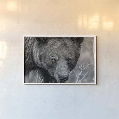 Bear Portrait BW by Nathan Larson. shown as a paper print in a white frame. Available as a archival giclee rolled canvas, fine art paper, or poster print. SKU 80446i.