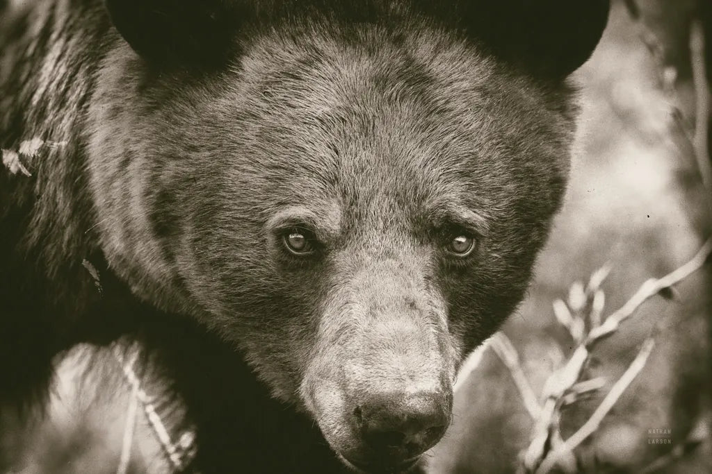 Bear Portrait Sepia by Nathan Larson. SKU 80447i. Archival Giclee Fine art print for wall decor.