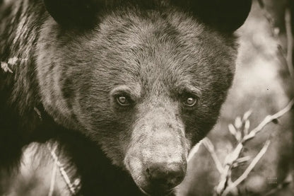 Bear Portrait Sepia by Nathan Larson. SKU 80447i. Archival Giclee Fine art print for wall decor.