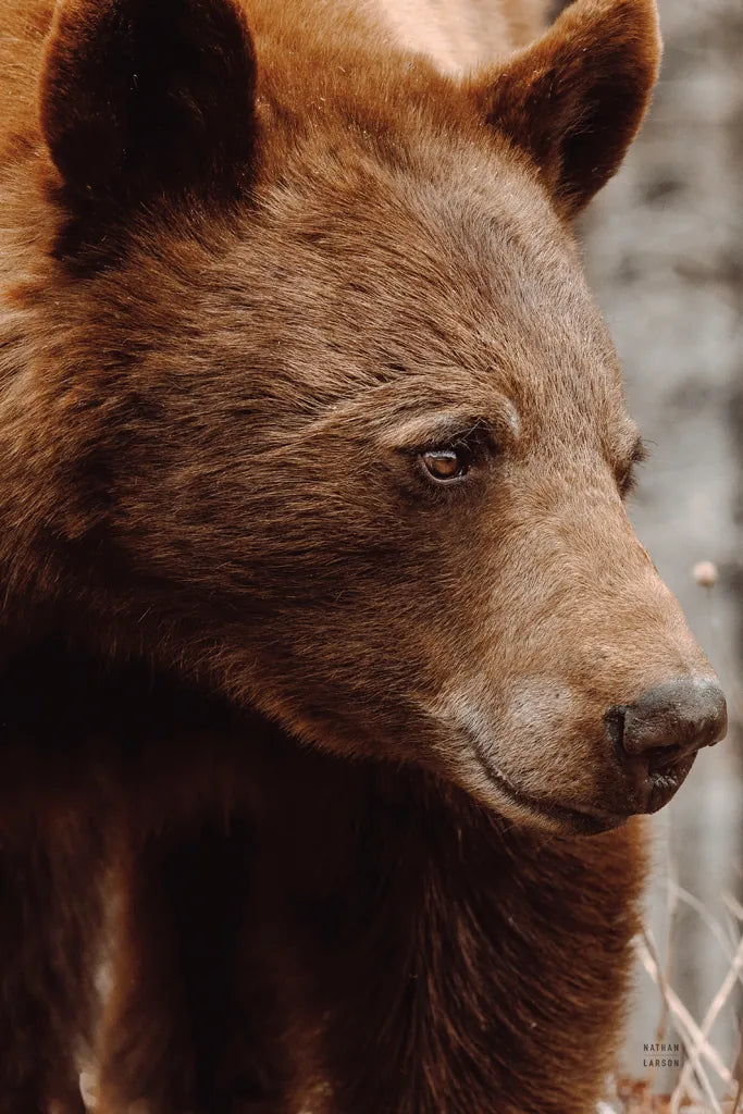 Bear Profile I by Nathan Larson. SKU 80433h. Archival Giclee Fine art print for wall decor.